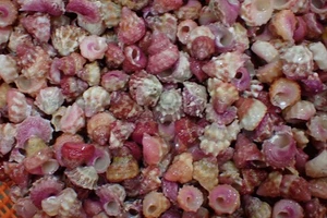 Tatskieshells- sea shells astrallium roseobasis tiny size 100-pcs  10-16-m.m. - Picture 1 of 5
