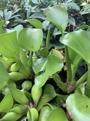 Planta de jacinto de agua - PLANTA DE ESTANQUE flor KOI PLANTAS DE ESTANQUE Foto 1 de 2