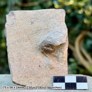 Cornuproetus cornutus fossil trilobite - devonian, taboumakhlouf formation, - Picture 1 of 2