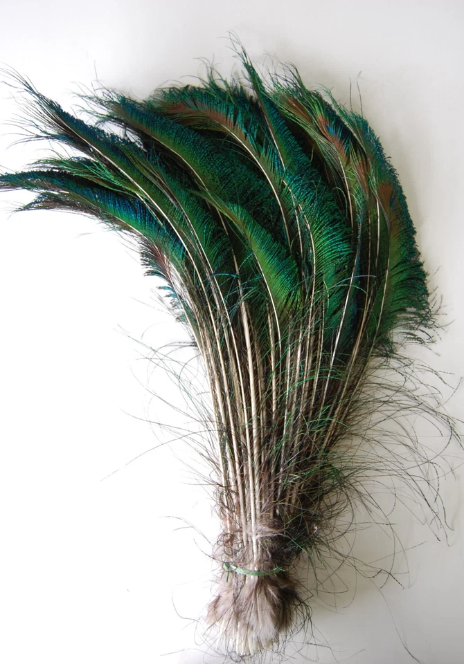Natural & Dyed PEACOCK SWORDS 10"-35" Feathers; Craft/Costume/Hats/Halloween - Image 1 of 1