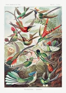 Vintage Hummingbirds Art Print Painting Living Room Poster Portrait Picture Gift