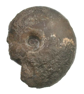 Devon  Phariceras lateseptum  Seltener Goniatit Altammonit Dar Kaou Marokko P4-3 - Bild 1 von 4