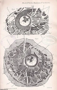 THE ORGANISATION OF VOLKMANNIA DAWSONI, AN UNDESCRIBED VERTICILLATE STROBILUS FR - Picture 1 of 2