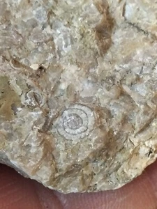 B64 Fósil Nummulites, Monedas de tierra, 50 millones, Eoceno, Portugal. - Picture 1 of 10