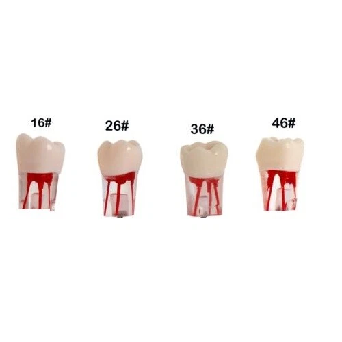 New Dental RCT Endo Root canal Practise Typodont Teeth Model - Image 1 of 1