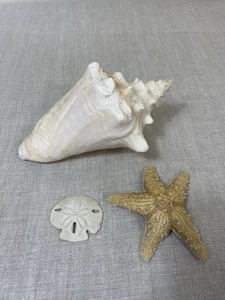 Conch Shell Large Natural Beach Seashell Nautical Ocean Decor sand dollar star - Picture 1 of 3