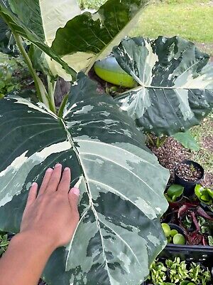 3 Pcs Tuber Seeds Or Corms Alocasia Macrorrhiza Variegated • 29.99$