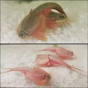 Triops Mix (cangrejos primitivos) enfoque de cría - 100 huevos contados + alimento Triops - Imagen 1 de 24