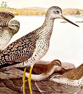 Sandpipers And Other Shorebirds #3 1936 Bird Lithograph Color Plate Print DWU12B