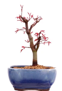 Bonsai - Acer palmatum Deshojo, roter Fächerahorn aus Japan 226/03 - Bild 1 von 8