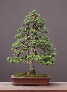 Norway Spruce bonsai starter kit(Picea abies) seedling 4 to 8 inches - Picture 1 of 6