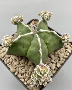 Astrophytum nudum Fukuryu Haku-Jo Prolifico vaso 9x9 Cm Su Proprie Radici - Imagen 1 de 3