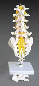 Flexible Lumbar Vertebral Column, Lumbar, Spine Model - Picture 1 of 1