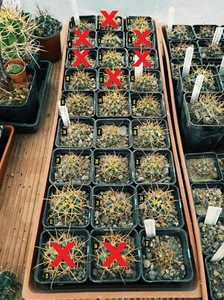 Ferocactus chrysacanthus L010 (from seed) s. 2022 - Foto 1 di 2