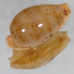 CYPRAEA MARTINI SUPERSTES GIANT - Picture 1 of 2