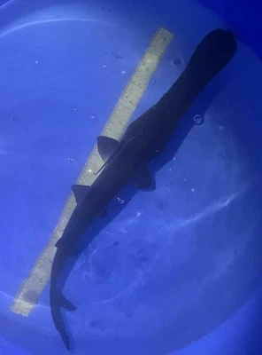 Peces de paleta, 17 pulgadas, granjas de koi de pantano negro Foto 1 de 4