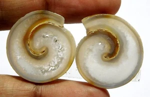 100% Natural Fossil Snail Agate Fancy Shape Cab Loose Gemstone 27x24x4mm 44.80Ct - Picture 1 of 8