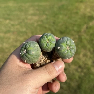 Ariocarpus Rare cactus succulents copiapoa live plant（multi head) seed grown - Image 1 of 4