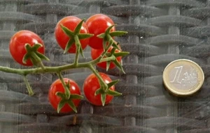 ☺30 graines minimum de tomate porte greffe petit moineau - Picture 1 of 1