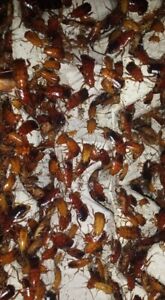 Turkistan roaches, Red runners - 500 Mixed sizes + 10% FREE! - livefood