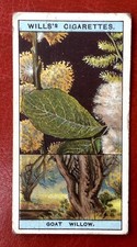 (A79) WILLS’s “FLOWERING TREES & SHRUBS” Card No 49