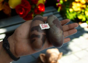 Shiva Lingam Stone Narmada River India Rare Special Nice Pocket Lingam -286 - Picture 1 of 9