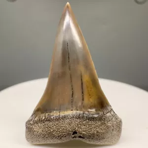 Gorgeous colors 1.36" Fossil EXTINCT MAKO Shark Tooth - Peru - Picture 1 of 4