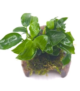 Anubias Petite On Half Coconut - Picture 1 of 6