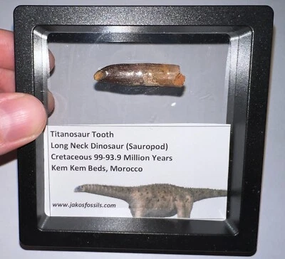 Framed Large Rare TITANOSAUR SAUROPOD Fossil Dinosaur Tooth Lot! One per Order! - Image 1 of 4