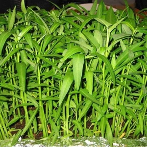 KANG KONG 20 Seeds WATER SPINACH vegetable garden ASIAN BAMBOO LEAF ong choy veg - Picture 1 of 3