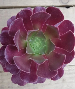Aeonium Velour - Picture 1 of 1