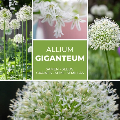 MAGIC OF NATURE Riesenlauch Blanc (Allium Giganteum) ) - 30 Graines/Paquet - Oignon Ornemental -
