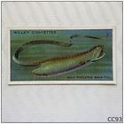 Wills Cigarette Card Wonders Of The Sea #12 Sack-throated Whip-Tail (CC93)