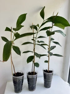 π³ Healthy Jamun/Java Plum Saplings in Clear Cups - 1 Plant π³ - Picture 1 of 7