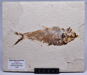 FISH FOSSIL, DIPLOMYSTUS DENTATUS, GREEN RIVER FTM, USA F193 - Imagen 1 de 2