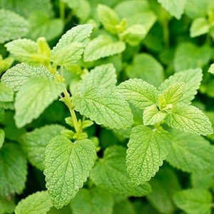 PURE MELISSA LEMON BALM ESSENTIAL OIL MELISSA OFFICINALIS NATURAL GRADE A INDIAN - Picture 1 of 9