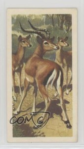 1962 Brooke Bond African Wild Life Tea Impala #39 0y5
