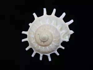 Sea Shell Stellaria solaris 80 mm ID#8299 - Imagen 1 de 2