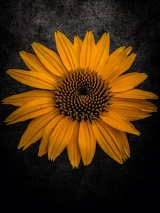 Original Digital Download Sunflower  Photography Print By JD - Picture 1 of 1