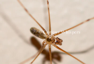 Juego de 5 tarjetas de felicitación "Te está mirando" - ENVÍO GRATUITO Foto 1 de 2