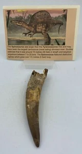 Spinosaurus Teeth Dinosaur F0SSIL Before T Rex Cretaceous K520 - Picture 1 of 4