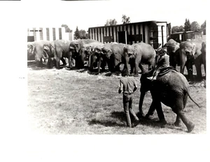 Zirkuskinder reiten Baby Elefant umgeben von vielen Elefanten Foto - Bild 1 von 2