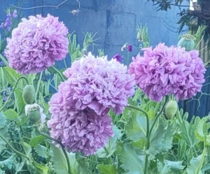 LILAC GIANT POMPOM PEONY POPPY * Heritage Flower Seeds * Great Display! * x 20 - Picture 1 of 1