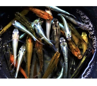 ✅ MEDAKA RARITÀ!LOTTO 10 Pesci -Oryzias Latipes MIX COLOR laghetto acquario POND - Immagine 1 di 4