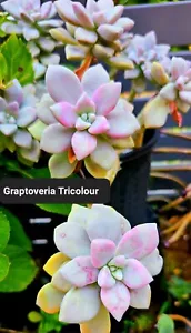 Graptoveria Tricolor cutting - Picture 1 of 5