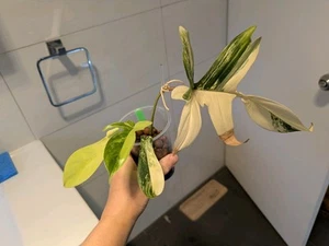 philodendron Florida beauty (non-TC)(plant w/ 4leaves+1 shoot, high v) - Picture 1 of 8