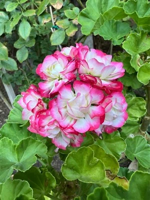 Geranium Double White with Pink Edges cuttings 3 fresh Pelargonium - Image 1 of 4