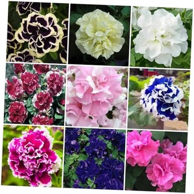 300+ семян двойной петунии для посадки карликовой волны цветок петунии без ГМО  - Изображение 1 из 4