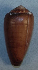 CONUS PENNACEUS VEZOI 49.74mm BEAUTIFUL RARE SPECIMEN Anakao, Madagascar - Picture 1 of 2