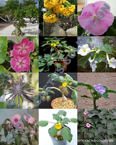 RARO UNCARINA variedad MEZCLA, magadascar caudex suculento desierto bonsái 5 semillas - Imagen 1 de 1